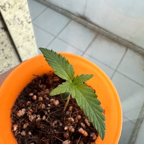 Mary growlog photo: Recuperando da fotolesão, continua com bom crescimento; hoje é dia de alimentar minha neném. 🥰🥰