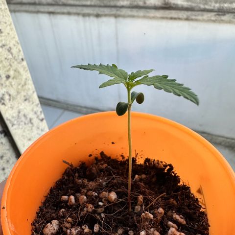 Mary growlog photo: Recuperando da fotolesão, continua com bom crescimento; hoje é dia de alimentar minha neném. 🥰🥰