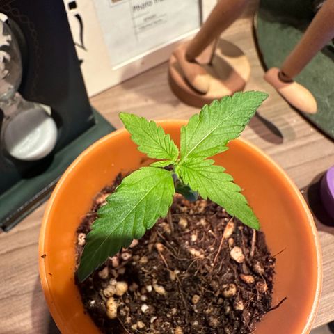 Mary growlog photo: Aparecimento do terceiro par de folhas.