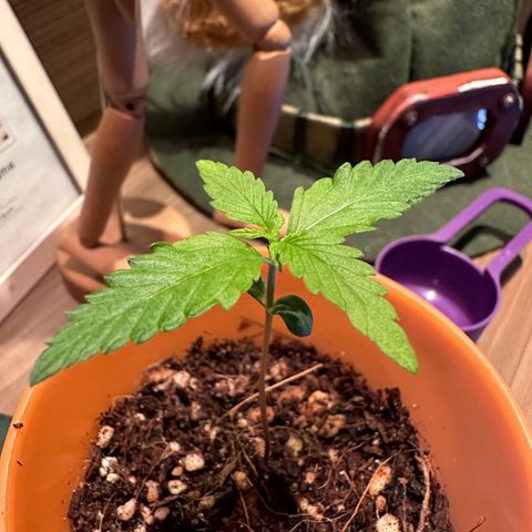 Mary growlog photo: Aparecimento do terceiro par de folhas.