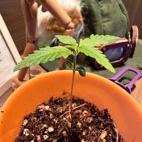 Mary growlog photo: Aparecimento do terceiro par de folhas.