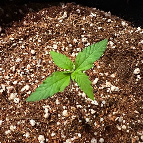 Mary growlog timeline photo