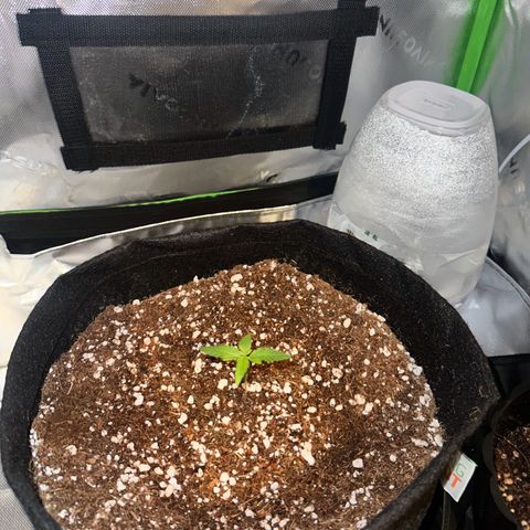 Mary growlog timeline photo