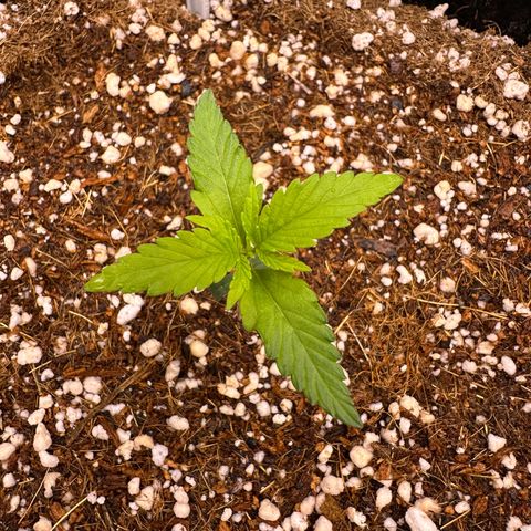 Mary growlog photo: 🥰🥰