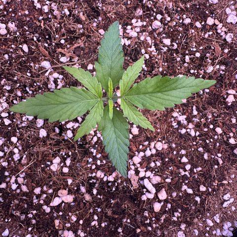 Mary growlog timeline photo