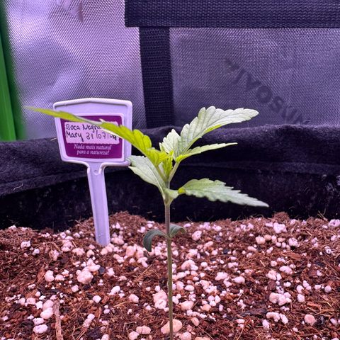 Mary growlog timeline photo