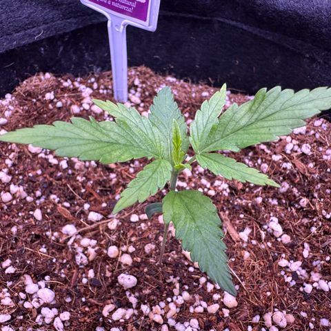 Mary growlog timeline photo