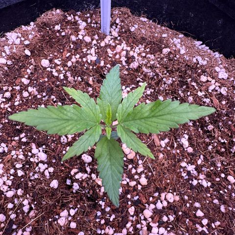 Mary growlog timeline photo