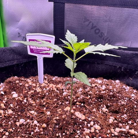 Mary growlog timeline photo