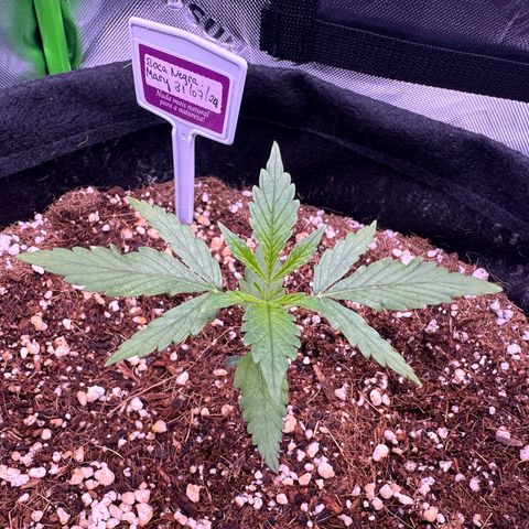 Mary growlog timeline photo