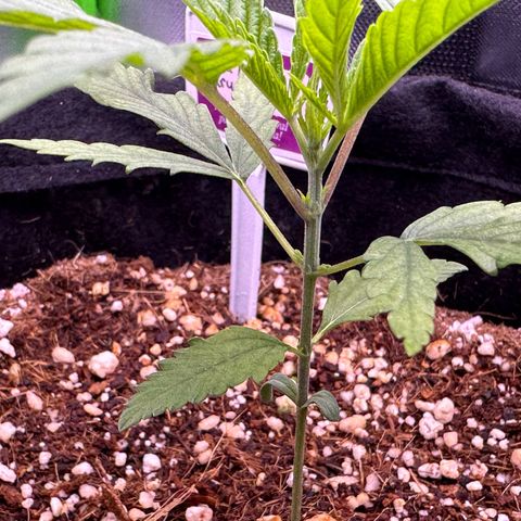 Mary growlog timeline photo