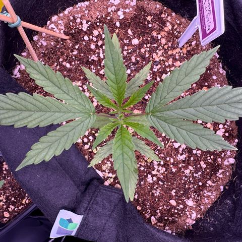 Mary growlog timeline photo