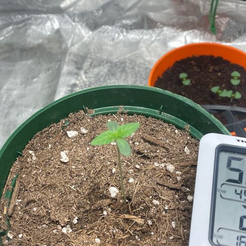 #1 growlog photo: 🌱