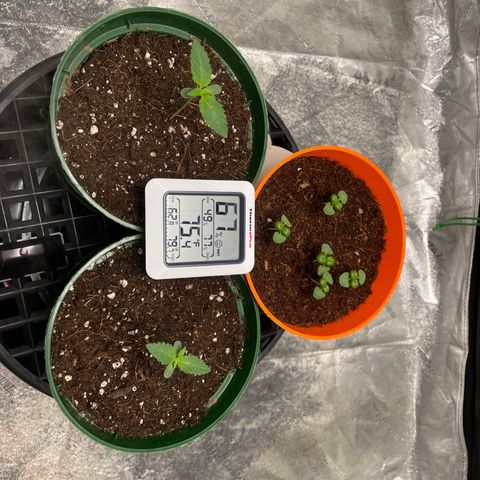 #1 growlog photo: 🙏🏻