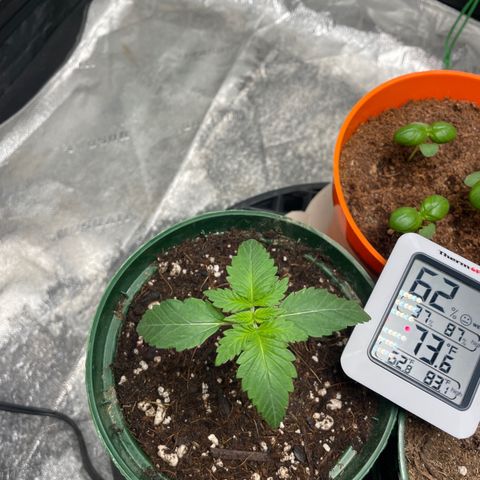 #1 growlog timeline photo