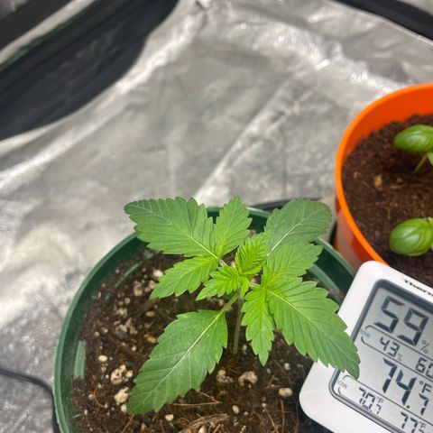 #1 growlog timeline photo