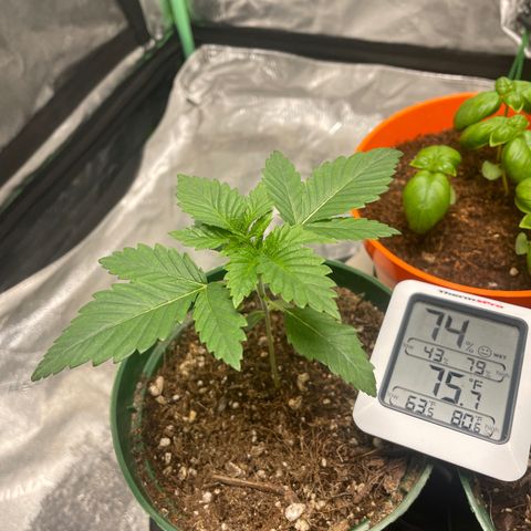 #1 growlog timeline photo