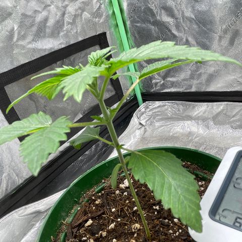 #1 growlog timeline photo