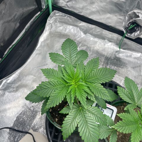 #1 growlog photo: 🌿