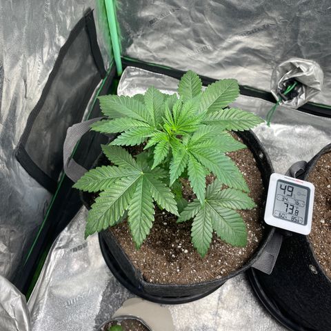 #1 growlog timeline photo