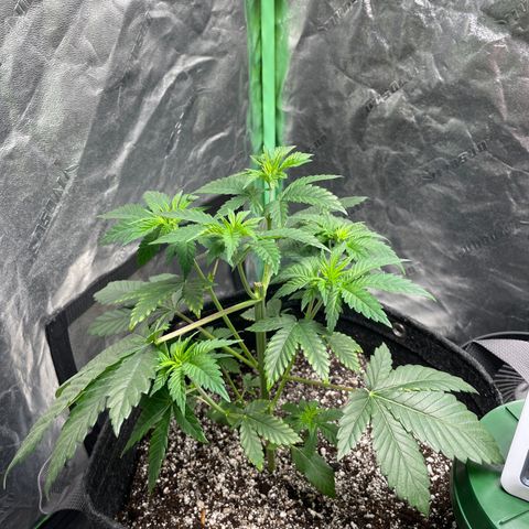 #1 growlog timeline photo