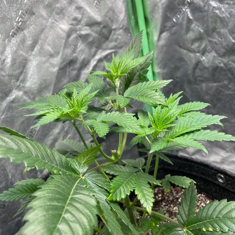 #1 growlog photo: 🙏🏻