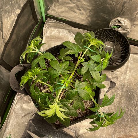 #1 growlog timeline photo
