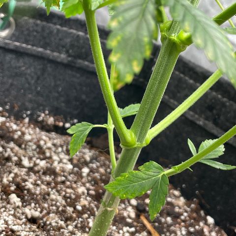 #1 growlog timeline photo