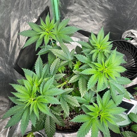 #1 growlog timeline photo