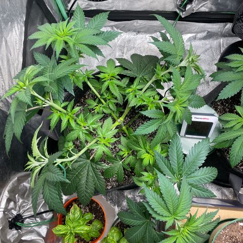 #1 growlog timeline photo