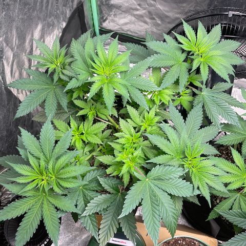 #1 growlog timeline photo