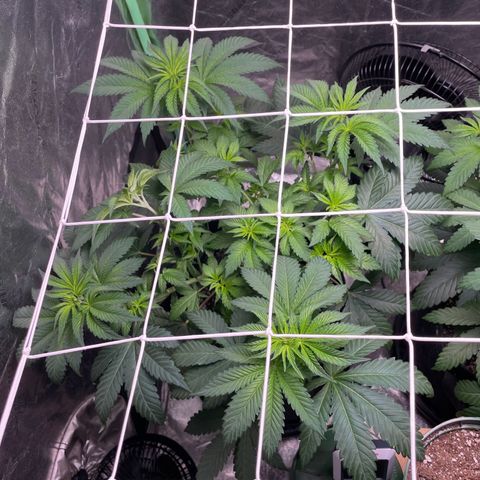 #1 growlog timeline photo