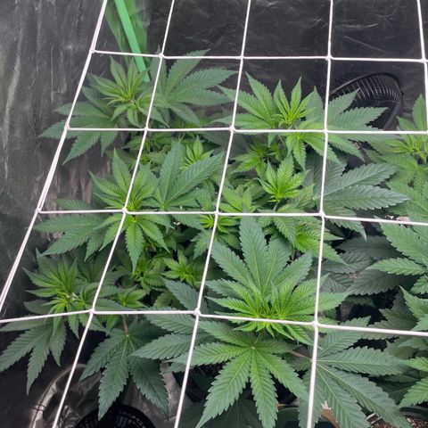 #1 growlog timeline photo