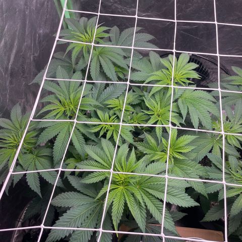 #1 growlog timeline photo