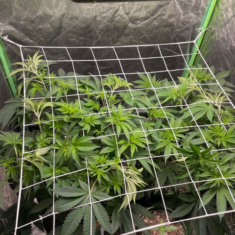 #1 growlog photo: First scrog attempt