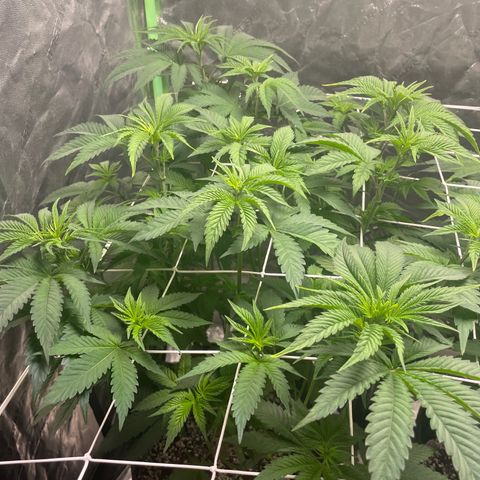 #1 growlog timeline photo