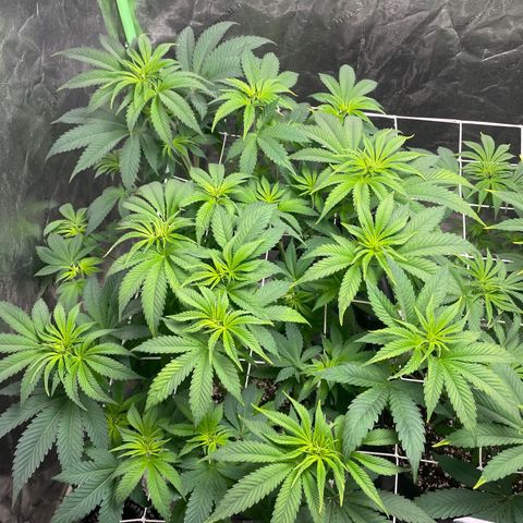 #1 growlog timeline photo