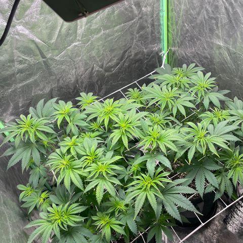 #1 growlog photo: Day 1 F