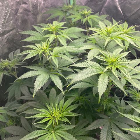 #1 growlog timeline photo