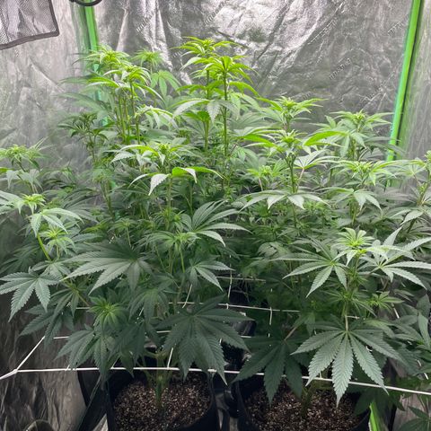 #1 growlog timeline photo