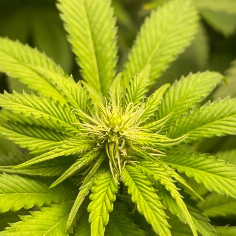#1 growlog timeline photo