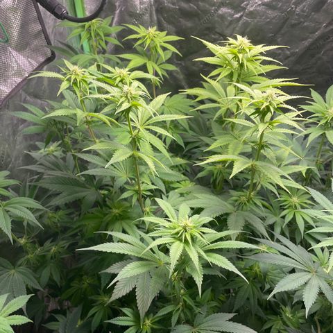 #1 growlog timeline photo