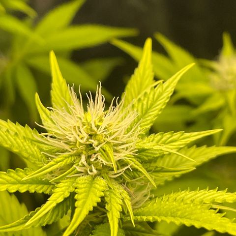 #1 growlog photo: 21F