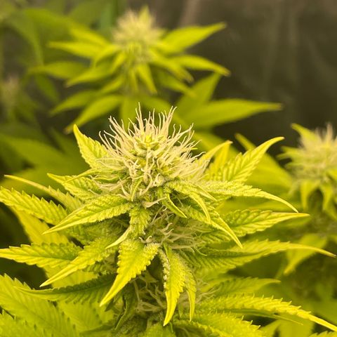 #1 growlog timeline photo