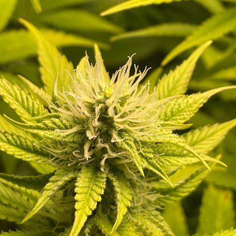 #1 growlog photo: 28F