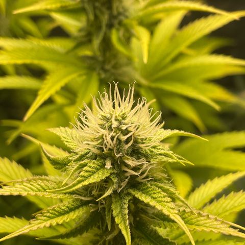 #1 growlog timeline photo