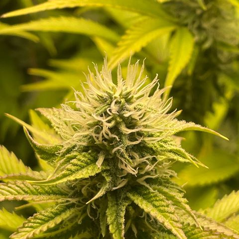 #1 growlog timeline photo