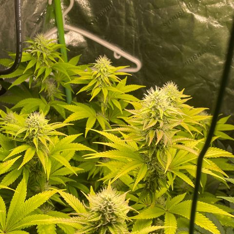 #1 growlog timeline photo