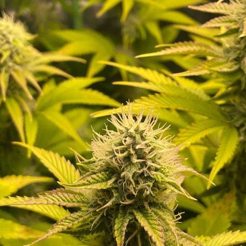 #1 growlog timeline photo