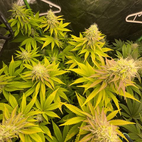 #1 growlog timeline photo